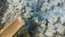 Ñoquis de papa (o gnocchi si vas a comer en Palermo Hollywood) Los tradicionales ñoquis de papa del 29, paso a paso ¡para principiantes! que siempre salen bien.